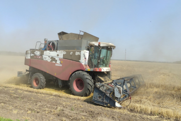 «Совэкон» повысил прогноз по урожаю пшеницы в России до 75,4 млн тонн